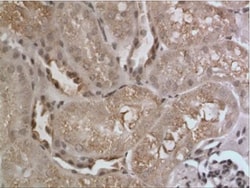 Angiopoietin-4 Antibody (RM0073-2H34) - Azide and BSA Free, Novus Biologicals